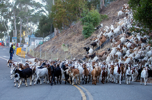 image of herd of goats coming down Lab road