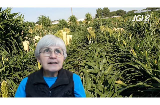 JGI researcher Peggy Lamaux, a Caucasion woman in her 60s, wearing a bright blue shirt, black vest and wire framed glasses, looks upward. Her image is superimposed over a field of tall sorghum plants, towering over her.