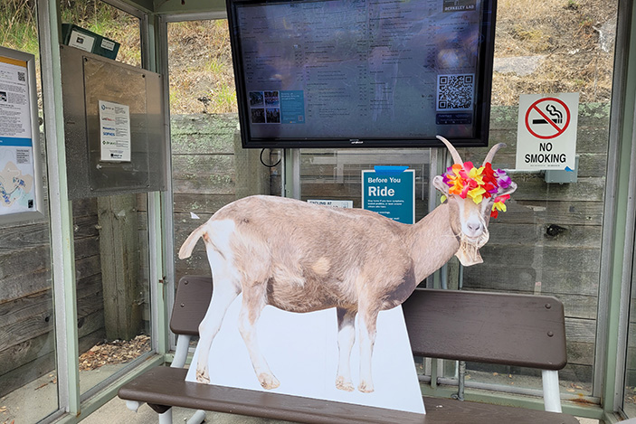 a cardboard goat wearing a lei stands on the bench of a bus shelter