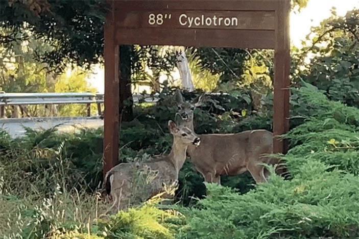 Two deer in bushes in front of sign