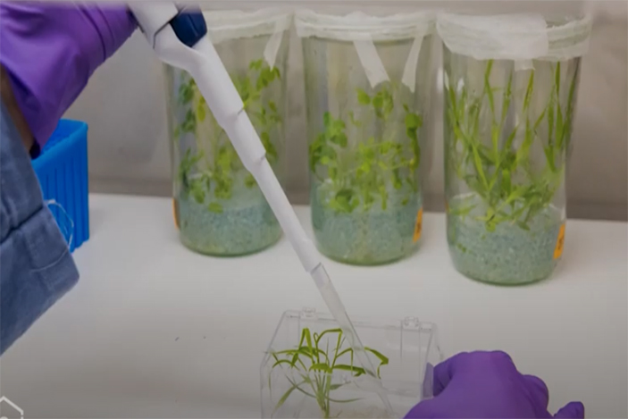 Researcher using a pipette with small plants