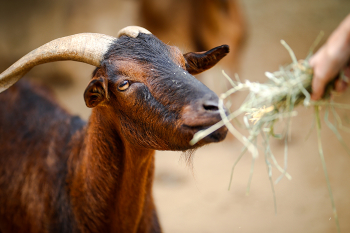 brown goat eating grass