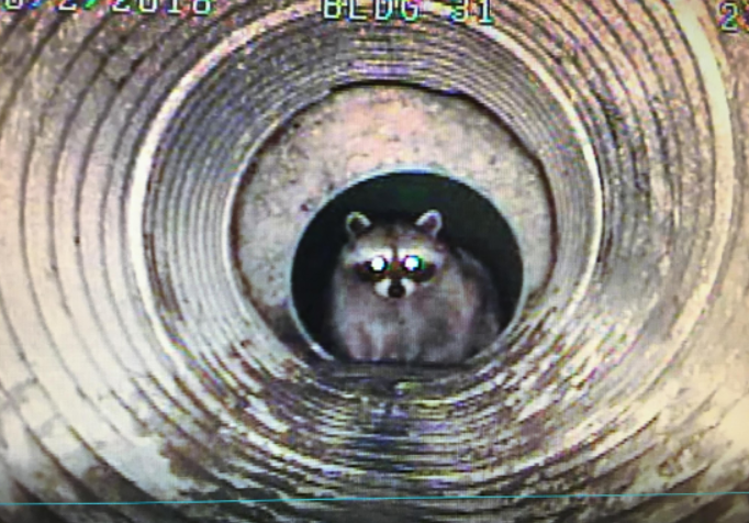 a raccoon caught on film in a storm drain