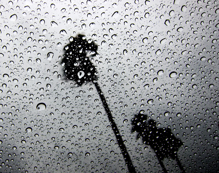 image of California palm trees in the rain
