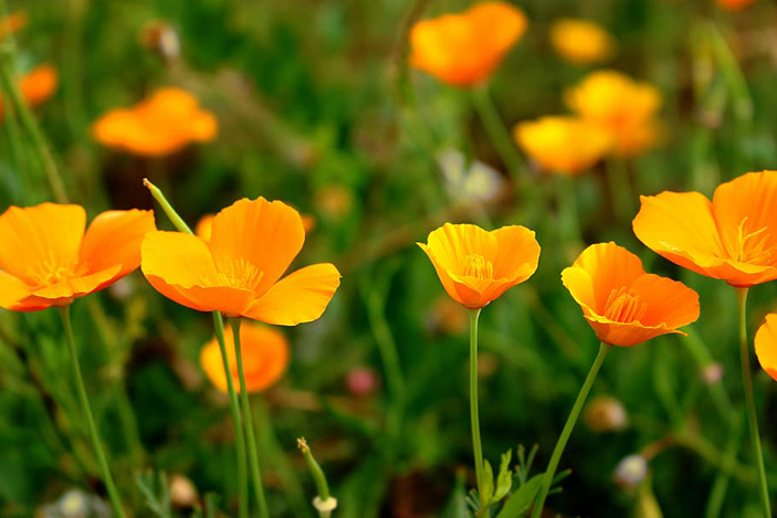 photo of poppies in springtime