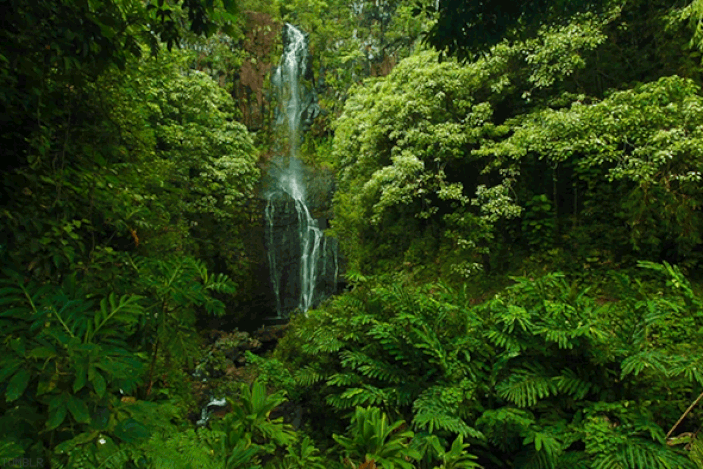 animated image of tropical rainforest