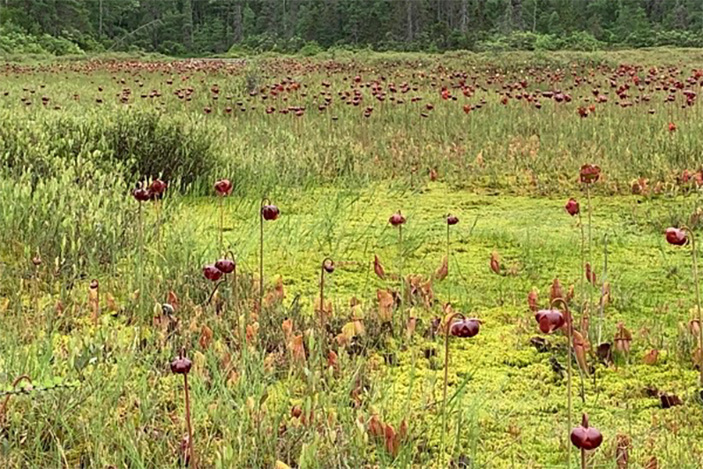 field of sphagnum moss