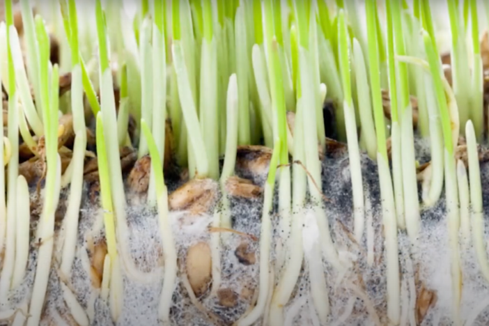 close up photo of fungus growing in plant roots