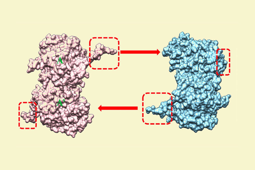 Drawing of two protein structures exchanging reoviral material