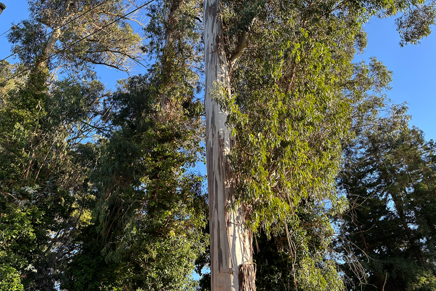 photo of a eucalyptus tree grove in the Berkeley Hills near LBNL