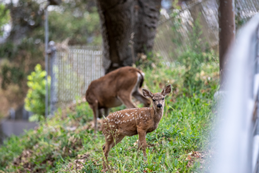 An adult deer and fawn graze near the road