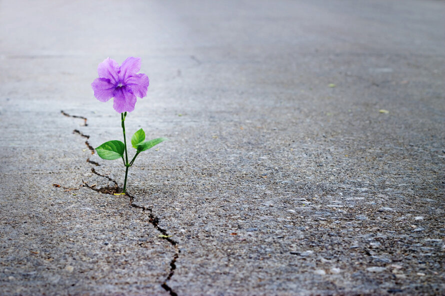 Purple flower in sidewalk crack