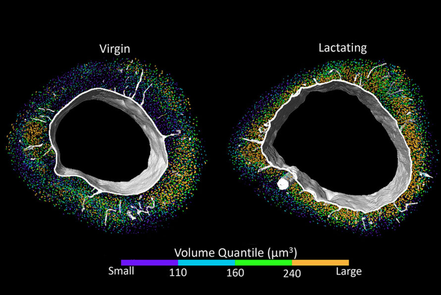 Cross-sectional comparison of bone structure in virgin vs. lactating stages, highlighting mineral release dynamics during lactation