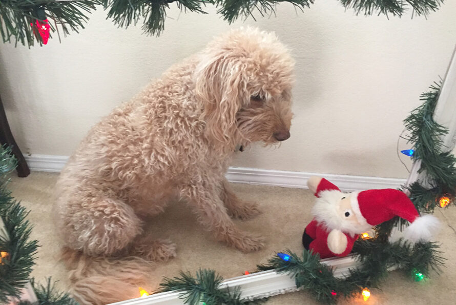 Dog looking at stuffed Santa