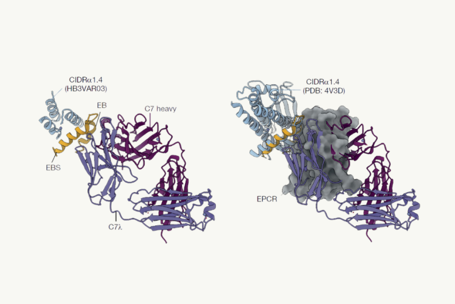 Drawing depicting 2 molecular strands of antibodies