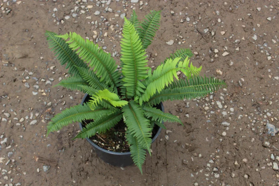 Green fern in pot resting on pebbled surface.