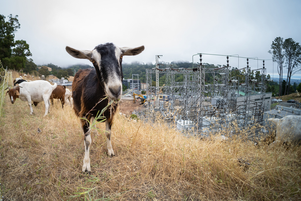 Brown and white goat munching on vegetation on Berkeley Lab’s hillside, with the substation in the background.