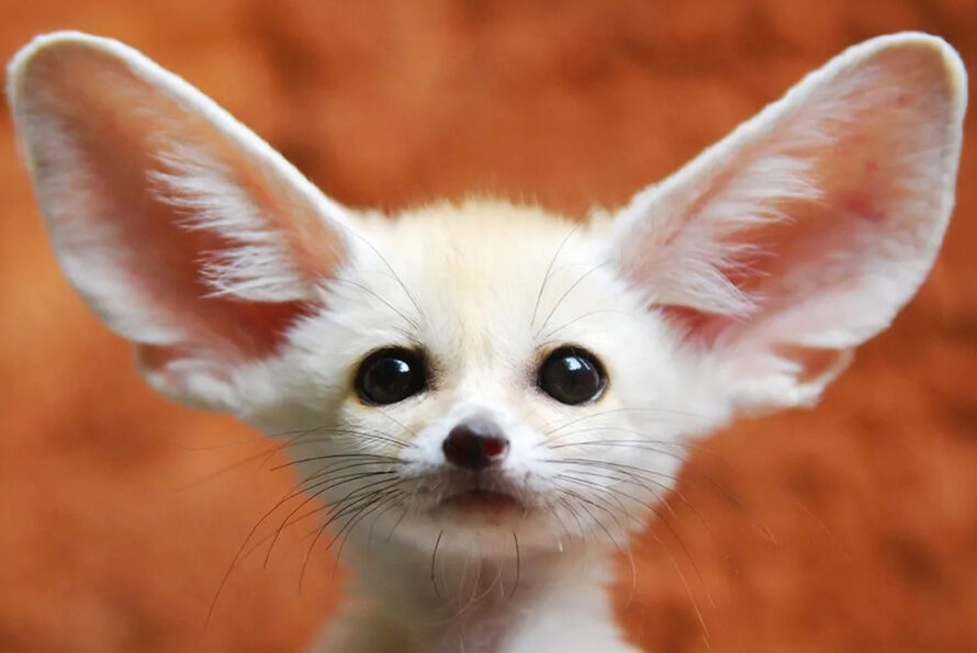 A Fennec fox with oversized ears against a blurred red and yellow background.