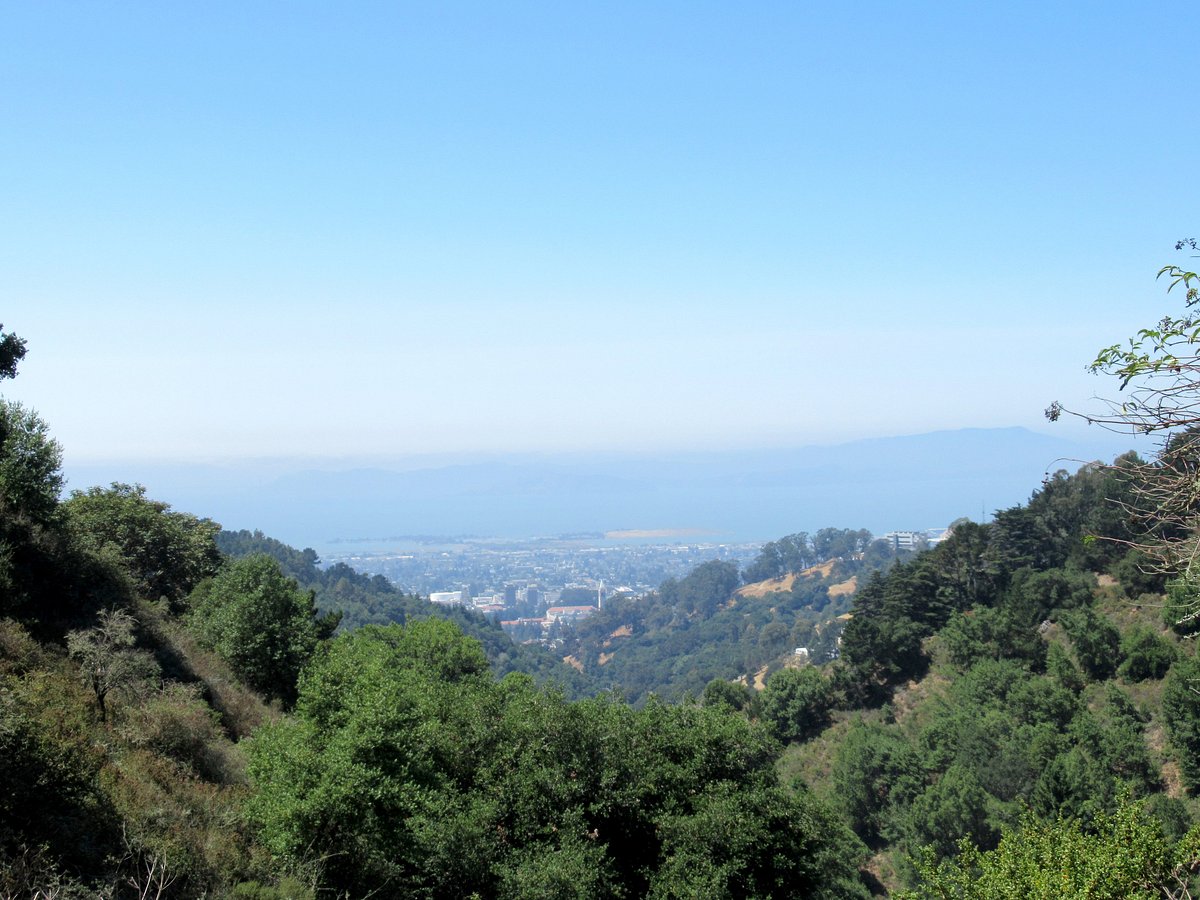 Wooded Berkeley hills looking out onto horizon.