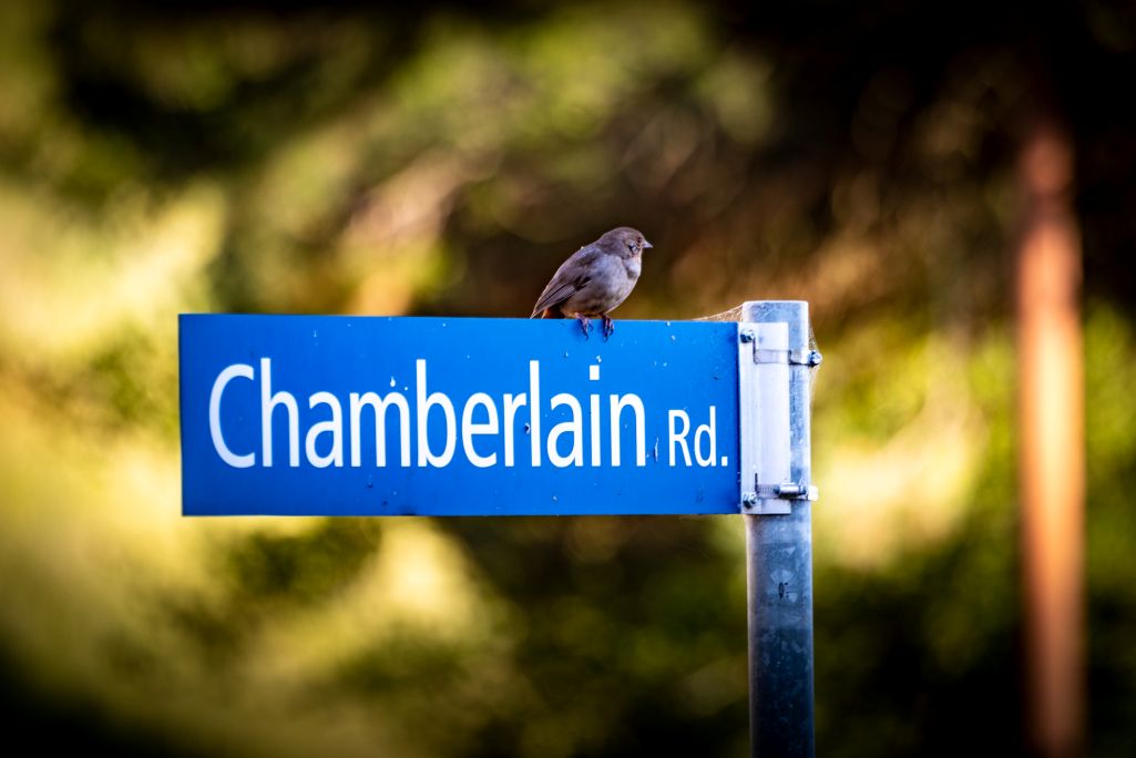 Blue street sign with the words "Chamberlain Rd." with small bird perched atop sign.