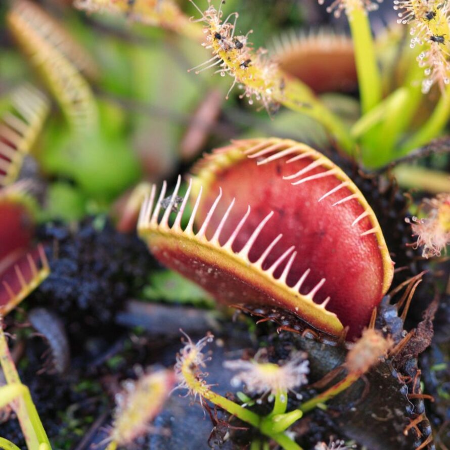 A red and green plant that has open leaves inviting insects to land on it.