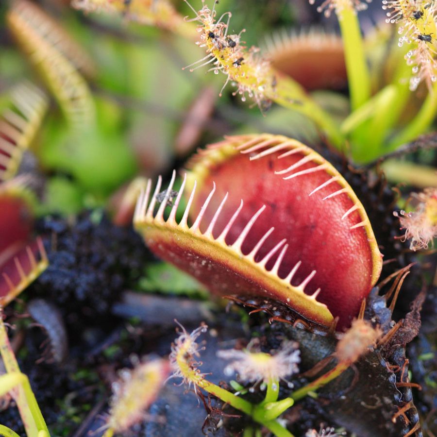 A red and green plant that has open leaves inviting insects to land on it.