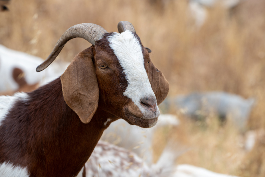 Close-up of a brown and white goat with horns on Berkeley Lab’s hillside, with grazing goats in the background.