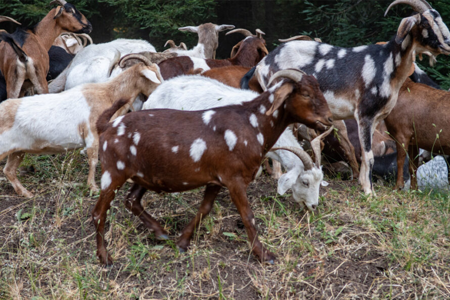 A herd of brown and white goats grazing on vegetation on Berkeley Lab’s hillside.
