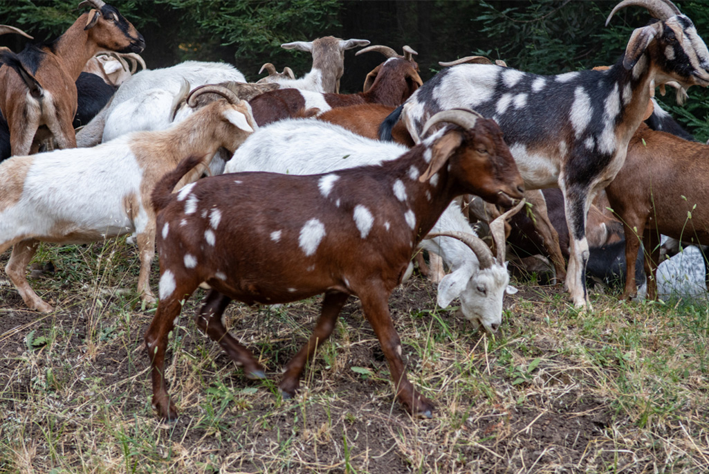 A herd of brown and white goats grazing on vegetation on Berkeley Lab’s hillside.