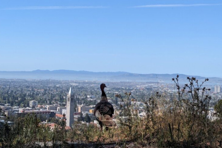 Bird on ground looking into distance with blue sky in background