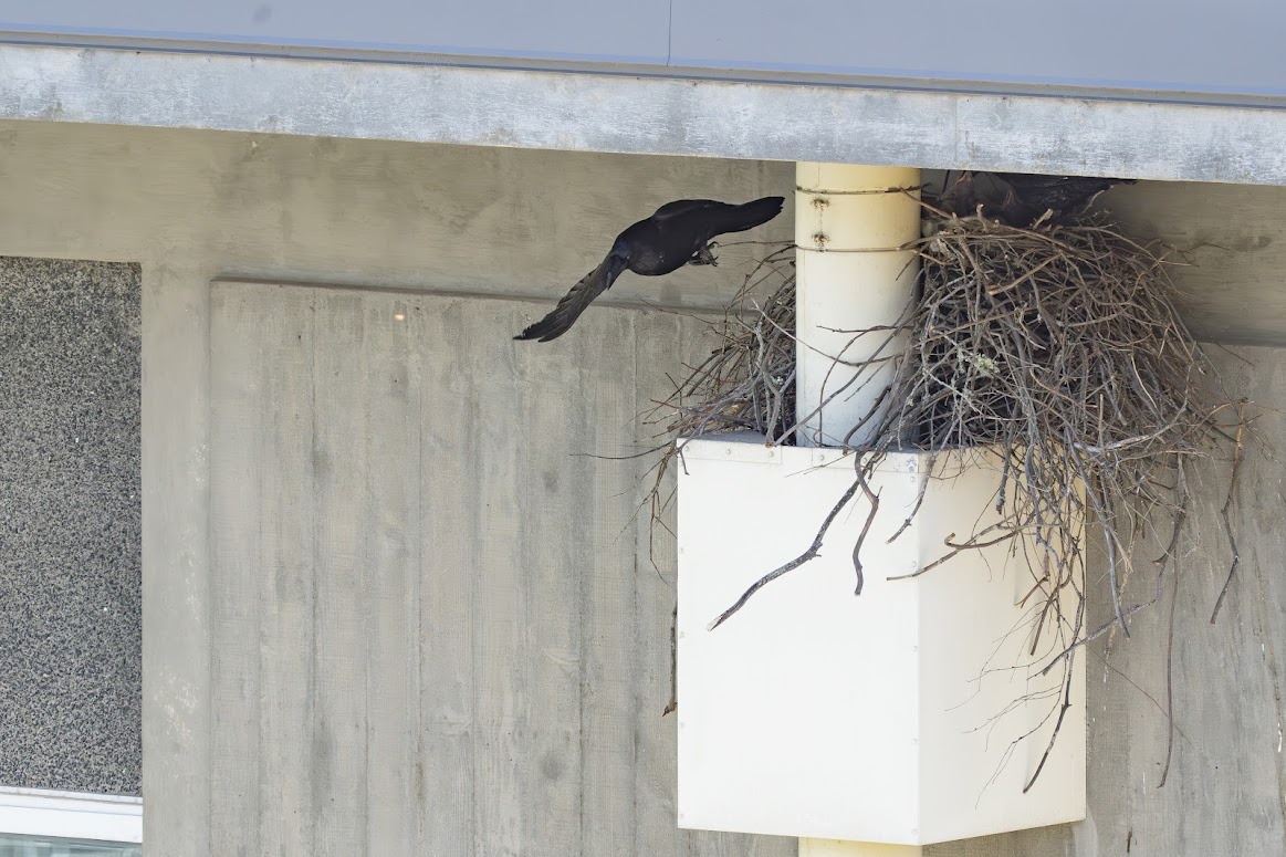 Nest on roof of Berkeley Lab building.