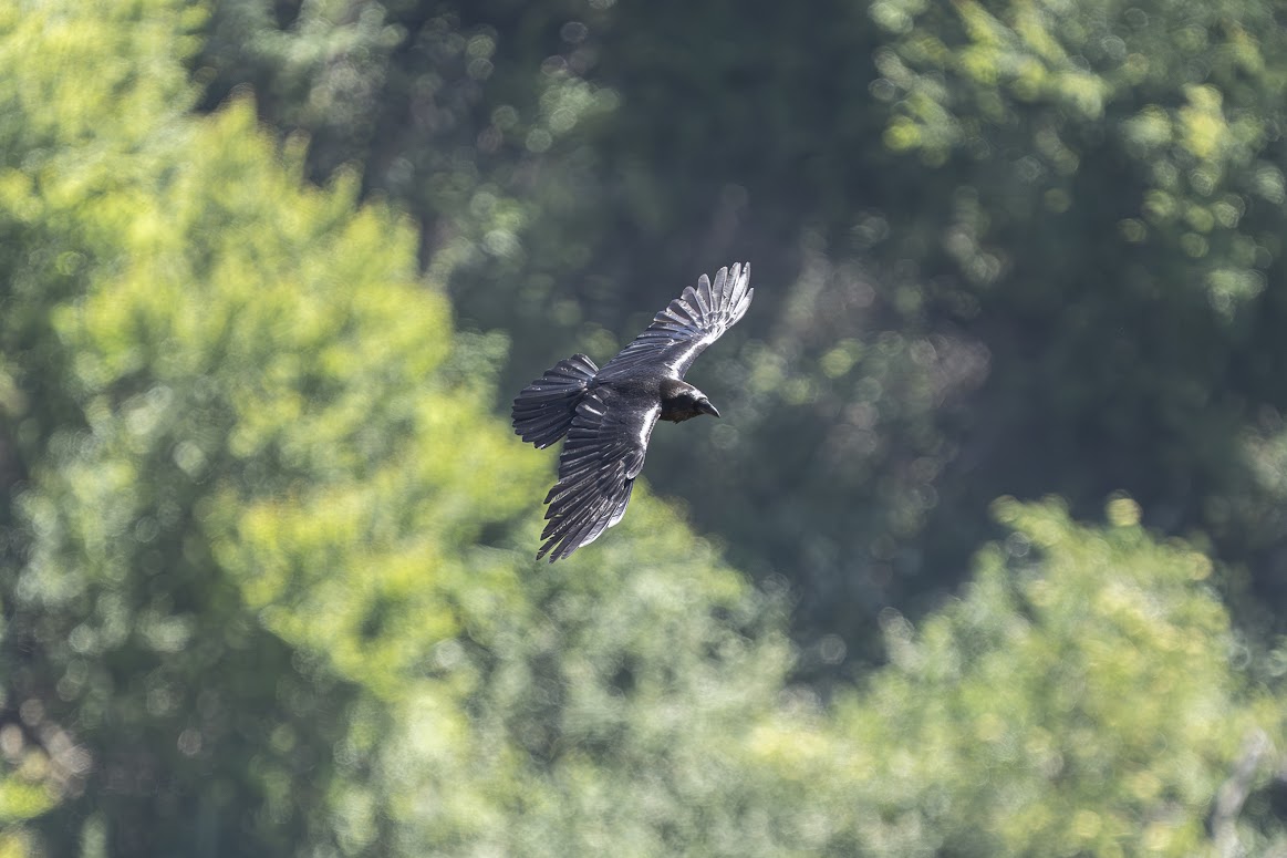 Black bird soaring in the sky with trees in background.