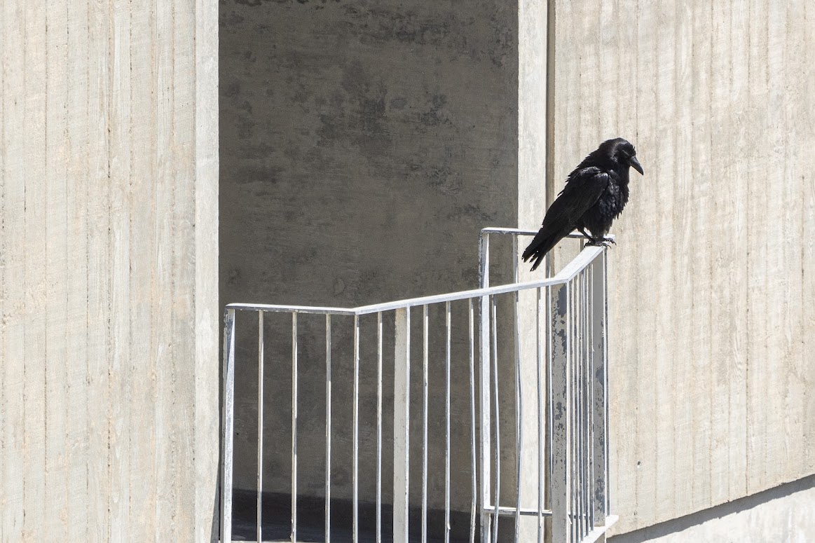 Black bird sitting on balcony railing of building