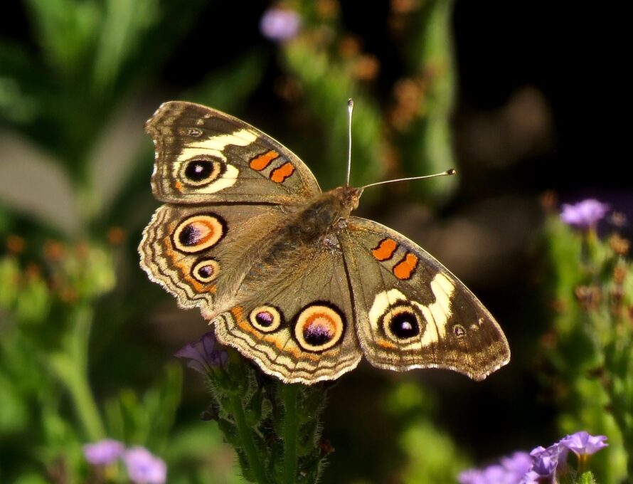 Closeup of Buckeye butterfly that is brown with red and cream colored wings.