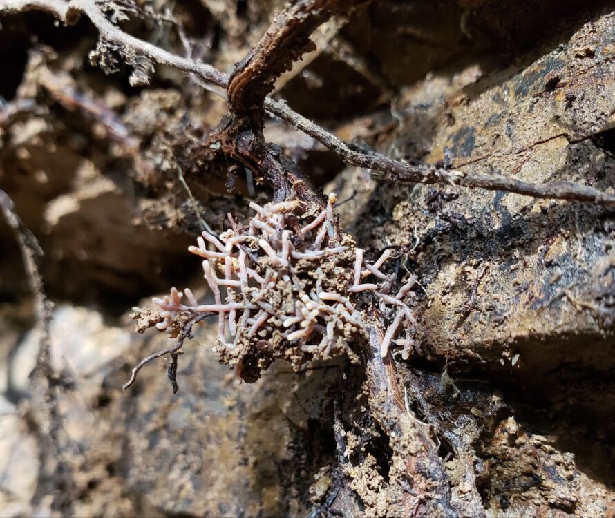 Gray root system protruding from bedrock.