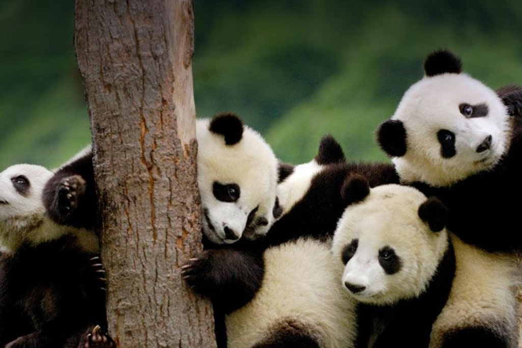 Giant panda cubs at the Wolong National Nature Reserve in Sichuan Province, China. Credit: Pete Oxford/Danita Delimont.