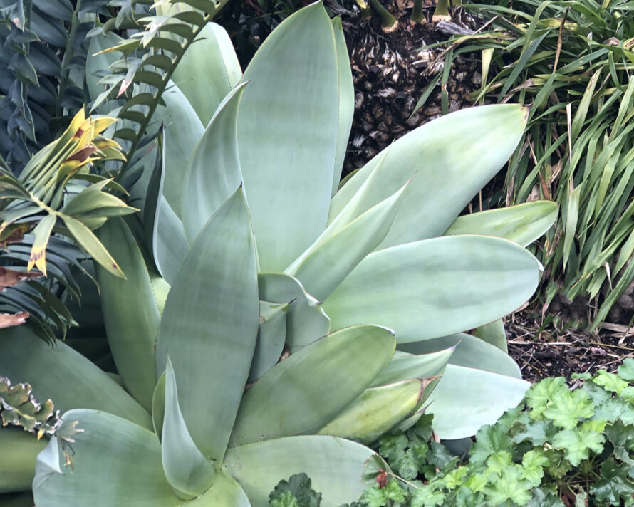 Closeup of a large-leafed succulent bathed in sunlight.