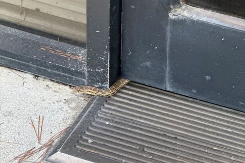 small garter snake poking out from under door