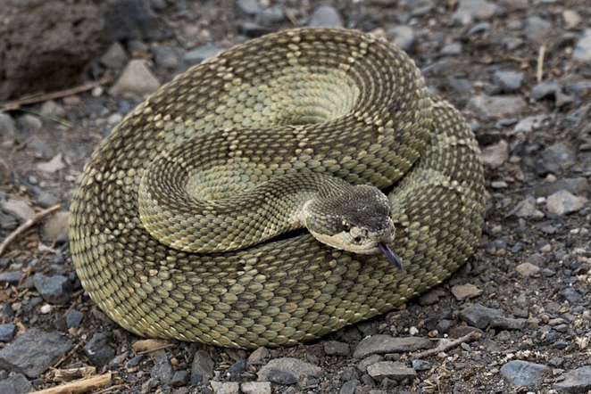 snake coiled