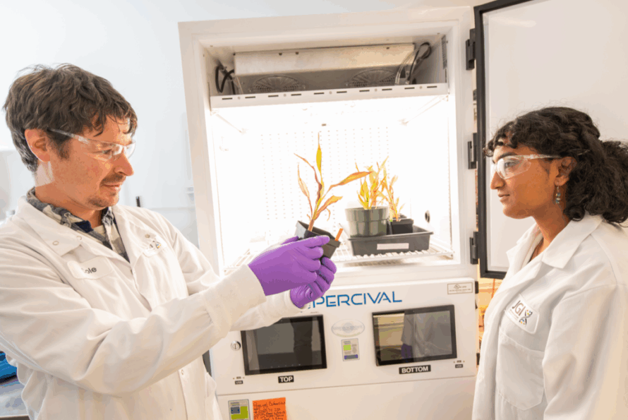 Two persons in laboratory wearing white lab coats and protective gear with one person holding plant in both hands and inspecting it.