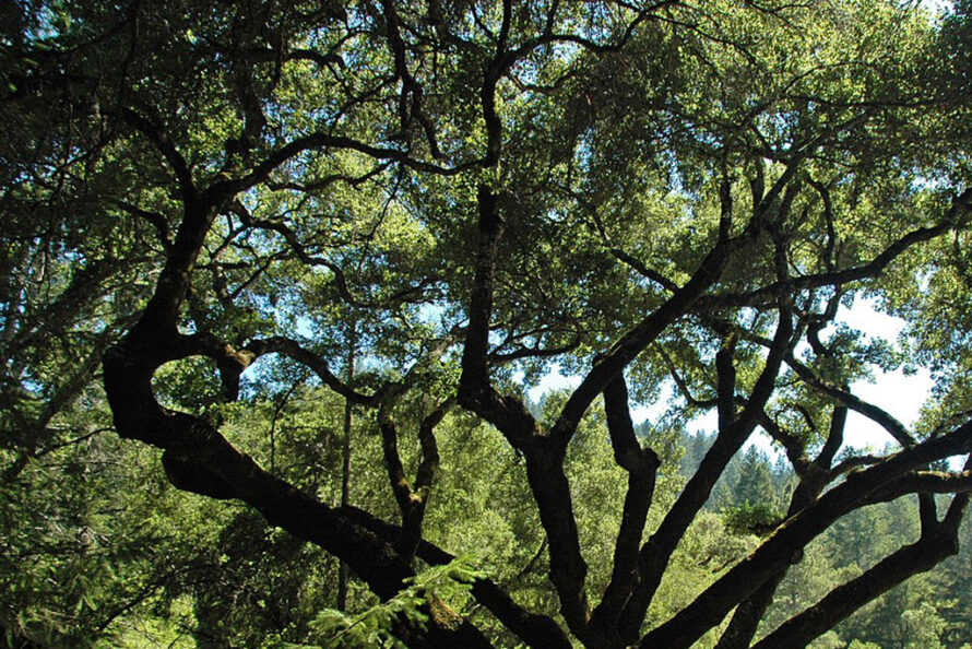 Oak tree with thick leaves against blue sky