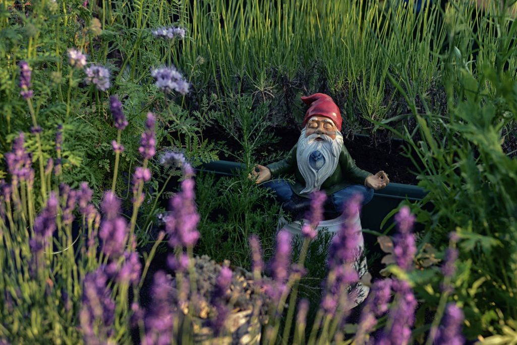 Gnome with white beard and red hat meditating in a lush garden.