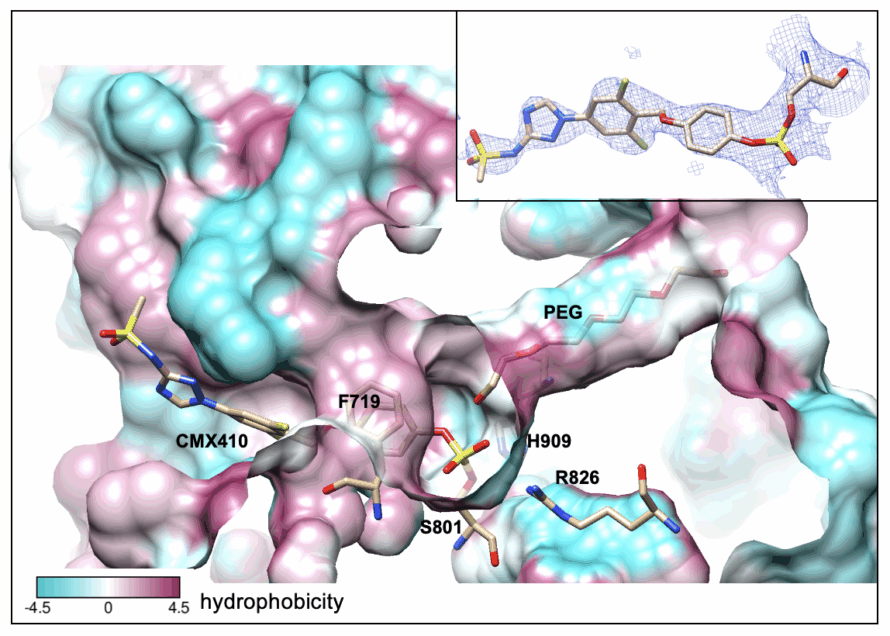 A cross-section of the crystal structure for the enzyme Pks13 with the surface colored pink and blue as it interacts with a stick-like structure of CMX410, which is a new drug candidate for TB