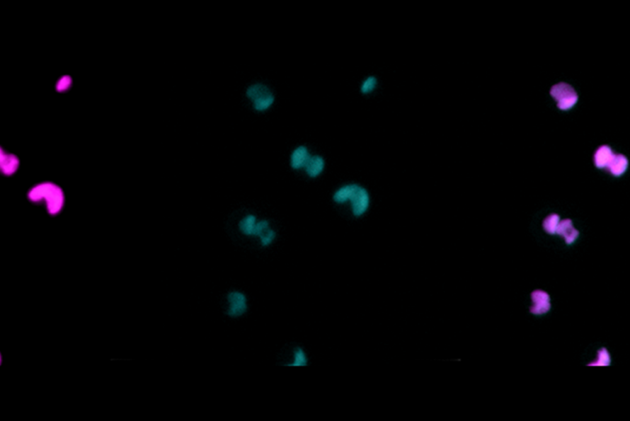 Pink and green specks on a black background depicting co-occurrence of fluorescence from chlorophyll and green fluorescent proteins