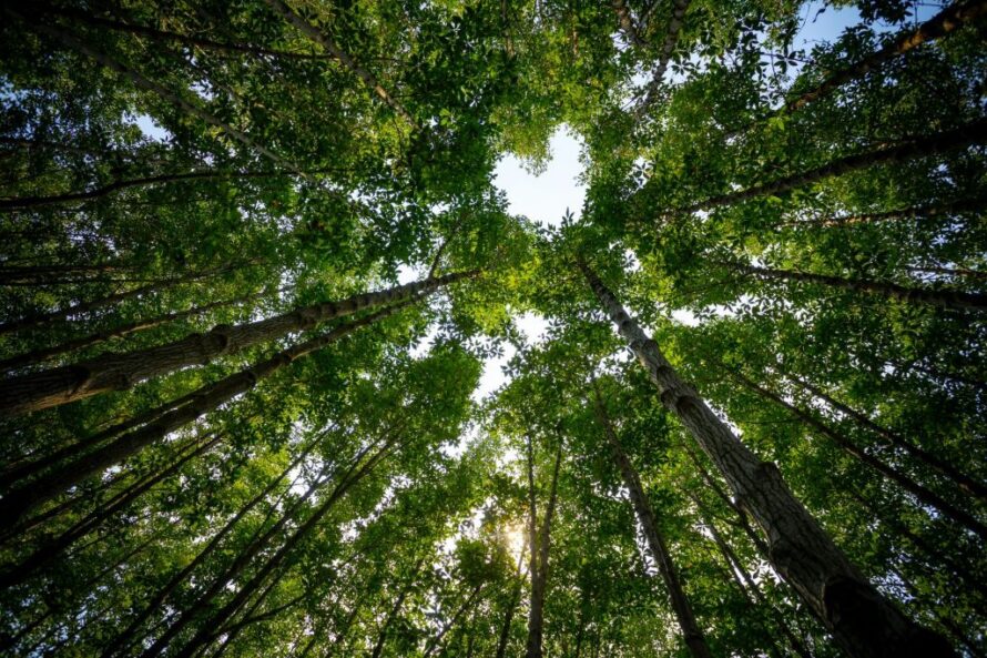 Ground-level view looking upwards of tall grove of trees, the leaves of which form a heart shape in the center