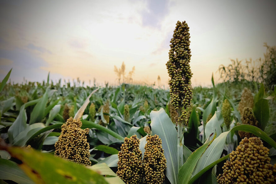 A green leafy field of yellow-seeded sorghum stalks at the Donald Danforth Center Field Research Site in St. Charles, Missouri.