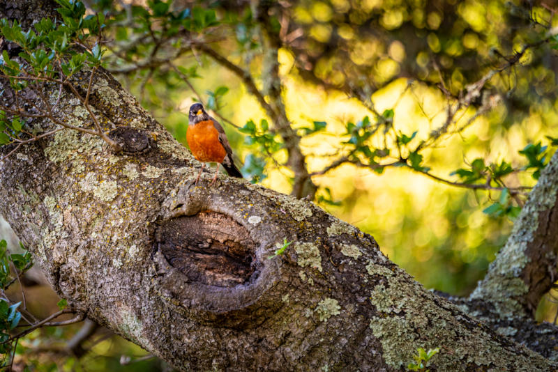 A red and black bird sitting on a tree branch near Building 50 at Berkeley Lab.