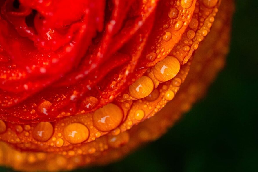 Magnified view of gleaming water drops resting on a blooming red gradient flower