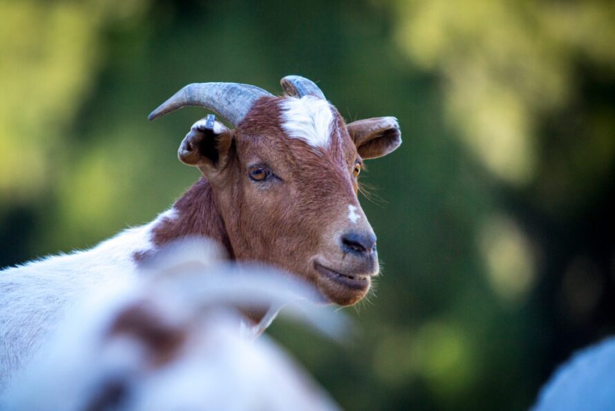 Close-up shot of a brown goat with white spots.