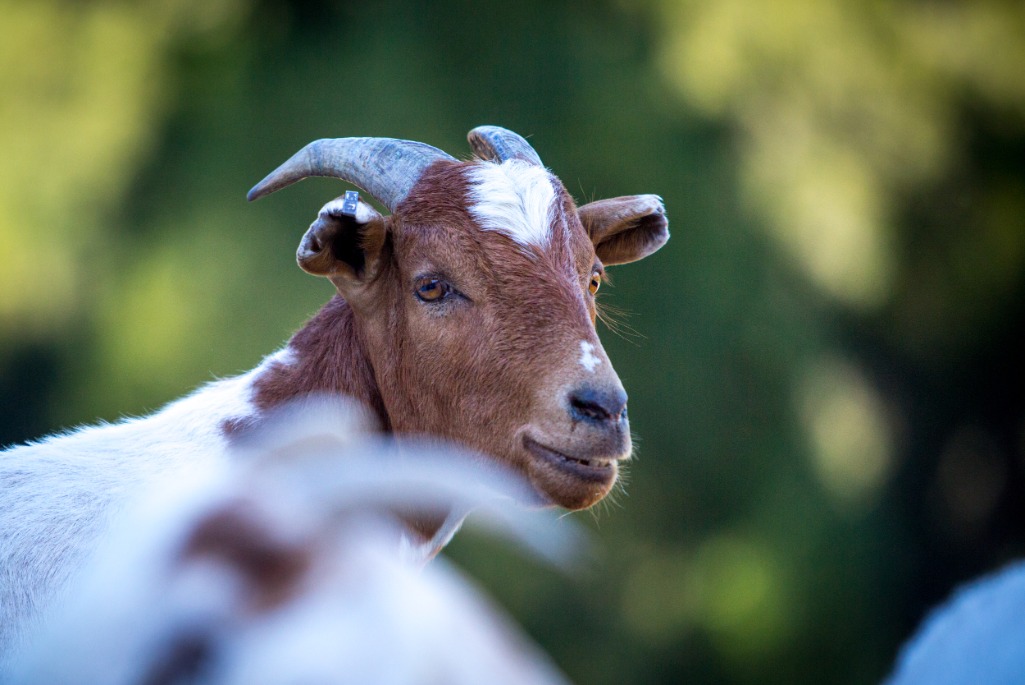 Close-up shot of a brown goat with white spots.